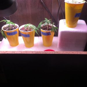 OGGSC Flower Clones DAP #3