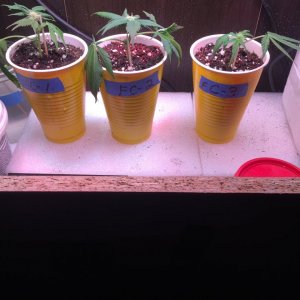 Flower Clones DAP #4