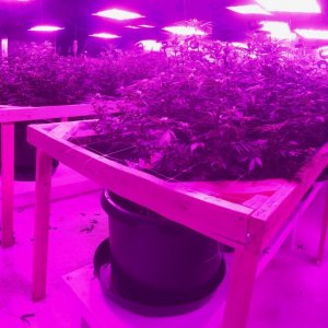 Mars II 1600 led grow light