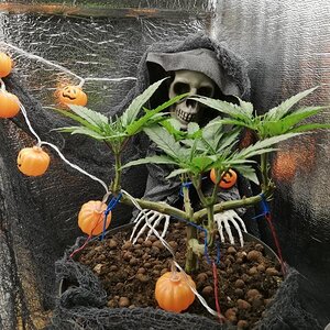 Happy Halloween - Mars Hydro