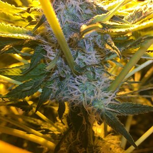 Cali Orange cultivar #2  DIF 41