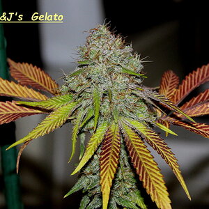 gelato1.jpg