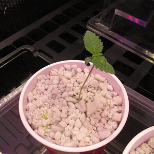 tangie hempy seedling.JPG