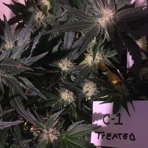 C#1 Cali Orange Clone