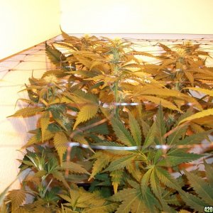 jasonlee247 Lil' Girls 19days into bloom