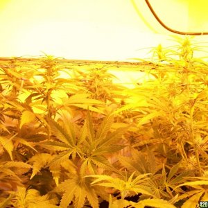 jasonlee247 Lil' Girls 19days into bloom