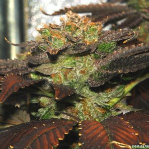 Usul's Grow 2.1 - final bud