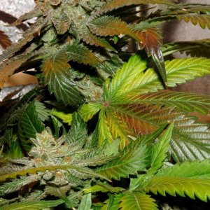 Usul's Grow 2.1 - final buds