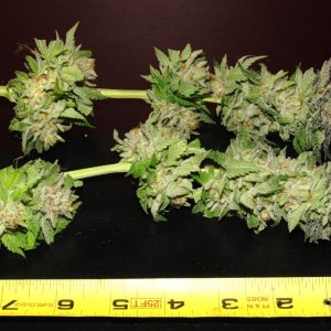 Usul's Grow 2.1 - trimmed buds