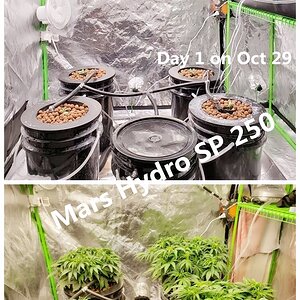 28 Days grow under Mars SP 250