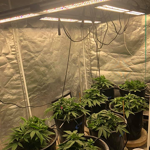 Mars SP 250 led grow light