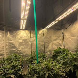 Mars SP 250 led grow light