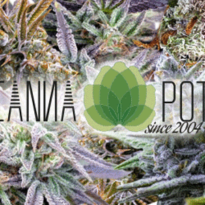 cannapot-animated-flowers-seeds-weed.gif