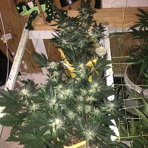 Cali Orange Clones Flower Day 41