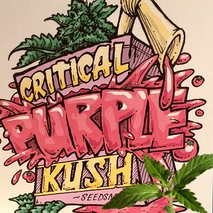 Critical Purple Kush