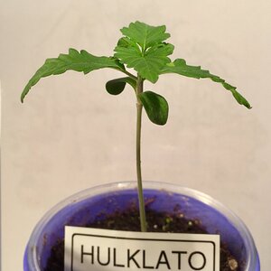 HulkLato