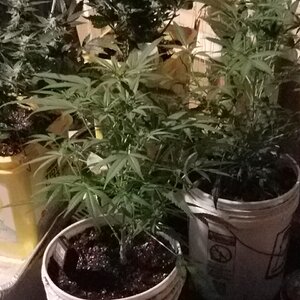 Monster clones flower day 12