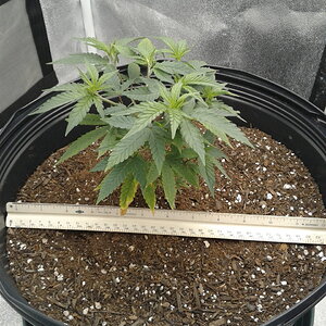 Topped Black Peruvian Diesel