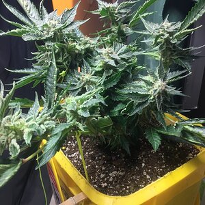 Cali clone flower day 46