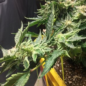 Cali clone flower day 46