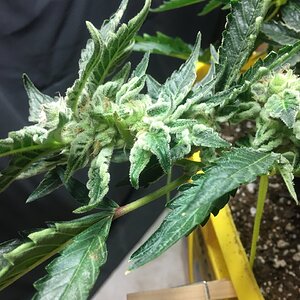 Cali clone flower day 46