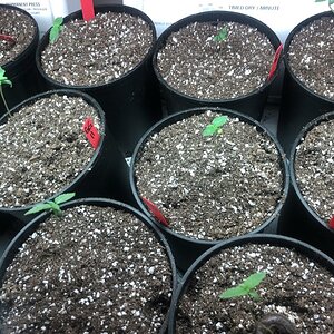 Seedlings