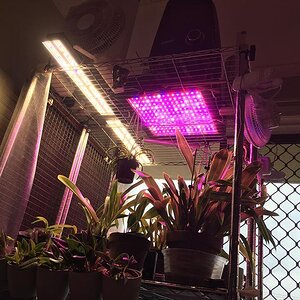 Mars Hydro SP 250 , Mars II led grow light