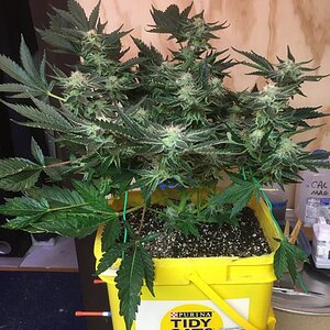 Flower Day 53