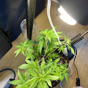 Shishkaberry, still in 1gal pot. With a new 65W LED + 26W CFL.