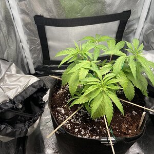 Flower Power. Topped 1 week ago and trained down on chopsticks.