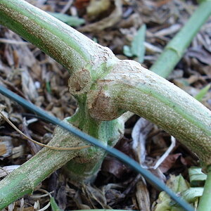 1-WW  closeup showing Quadlined knuckle