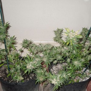 Northern Lights #5 harvest 3/30