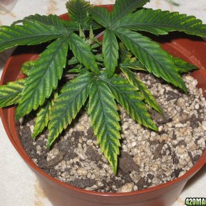 Cannabis Plant Problems 1