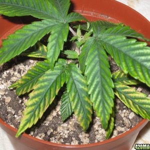 Cannabis Plant Problems 2