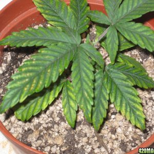 Cannabis Plant Problems 3