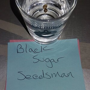 Black sugar