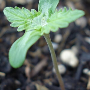 1-GGa Gorrila Glue Auto