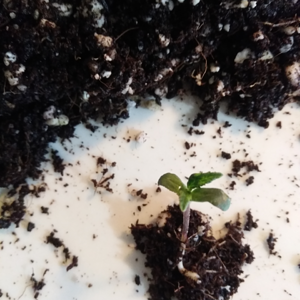 Step #3:  Saving The Hippie Crippler Seedling - aka Darth Vader