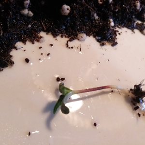 Step #4:  Saving The Hippie Crippler Seedling - aka Darth Vader