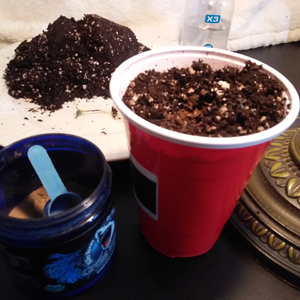 Step #6:  Saving The Hippie Crippler Seedling - aka Darth Vader