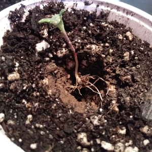 Step #7:  Saving The Hippie Crippler Seedling - aka Darth Vader