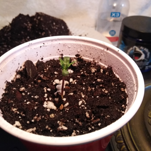 Step #8: Saving The Hippie Crippler Seedling - aka Darth Vader