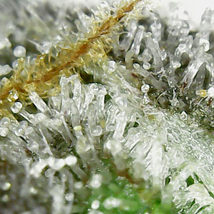 200111 GDP1 trichomes.png