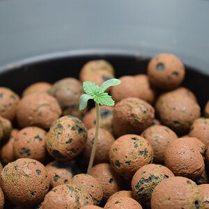 seedling 4.JPG