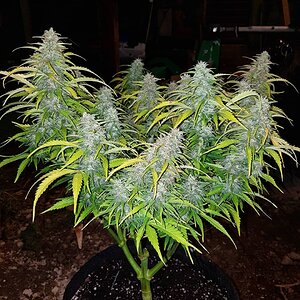 Candy Fruit auto