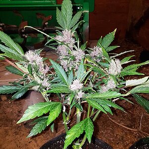 Blackberry kush 1