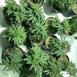 Clones Afghani, ShivaSkunk, Cheese