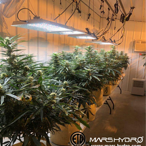 Mars Hydro commercial grow