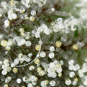 200118 GDP3 trichomes.png