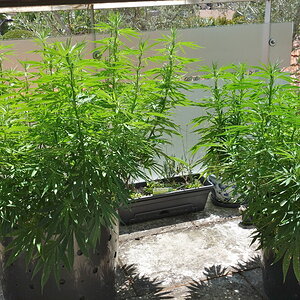 3-WWG in 50 liter pot & 2-WW in 30 liter pot